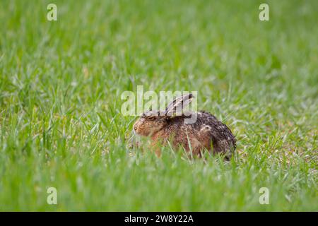 Europäischer Braunhase (Lepus europaeus), adultes Tier, das nach einem Regensturm in einer Getreideernte nass wird, Norfolk, England, Vereinigtes Königreich Stockfoto