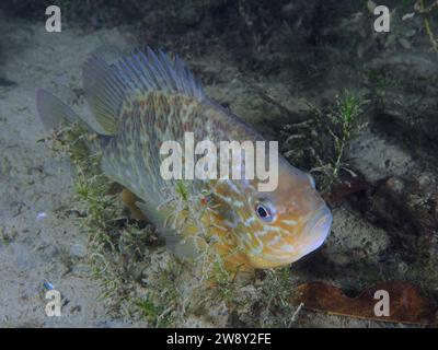 Pumpkinseed Sonnenfisch (Lepomis gibbosus), Tauchplatz Pumpwerk Rueschlikon, Zürichsee, Kanton Zürich, Schweiz Stockfoto