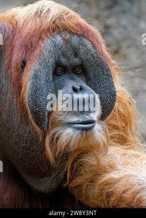 Tierporträt, Bornean Orang-Utan (pongo pygmaeus), Tierporträt eines männlichen, adulten, Gefangenen, Verteilung Borneo Stockfoto