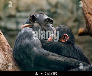 Tierporträt, westlicher Schimpanse (Pan troglodytes verus) Kuscheln, Gefangenschaft, Verteilung Zentral- und Westafrika Stockfoto