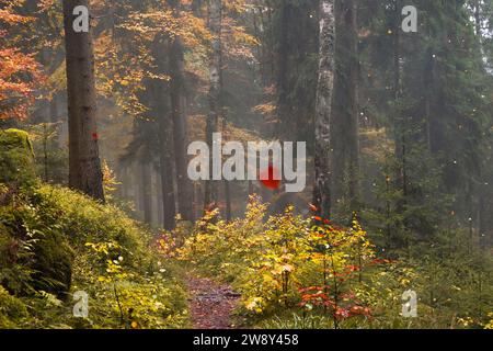 In einem herbstlichen Wald fallen bunte Blätter von den Bäumen, Dunst im Morgenlicht eines Herbstwaldes Stockfoto