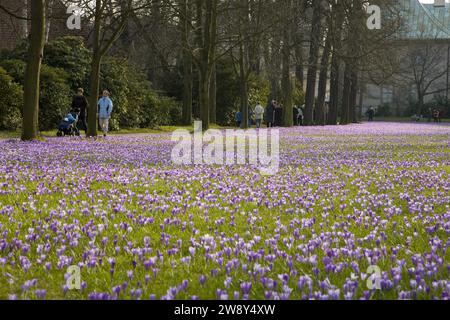 Pillnitzer Krokuswiesen, Tausende Krokusse künden im März auf den Wiesen des Schlossparks Pillnitz Stockfoto