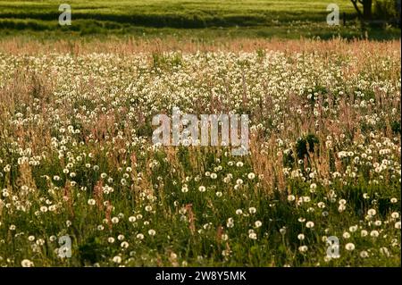 Der gewöhnliche Löwenzahn (Taraxacum) ist eine Gruppe sehr ähnlicher und eng verwandter Pflanzen aus der Gattung Löwenzahn der Familie der Asteraceae. Diese Pflanzen Stockfoto