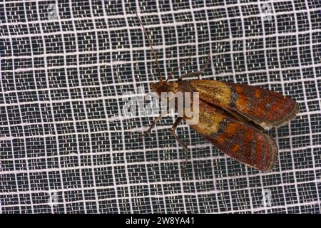 Plodia interpunctella Familie Pyralidae Tribe Phycitini indische Mahlzeit Motte wilde Natur Insekten Tapete, Bild, Tapete Stockfoto