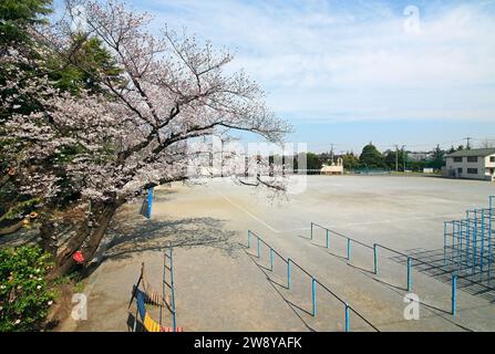 Schulhof im Frühling mit Kirschblüten Stockfoto