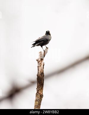 Krähe, die oben auf einem toten Baum sitzt und schaut Stockfoto