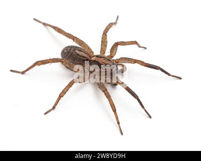 wolfsspinne (Alopecosa aculeata) von oben, isoliert auf weiß Stockfoto