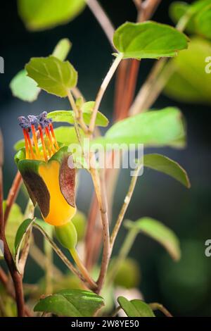 Creeping fuchsia (Fuchsia procumbens), Onagraceae. Neuseeländischer kleiner Strauß, auch Kletterfuchsie oder zurücklaufende Fuchsie genannt. Gelbe Blume. Stockfoto