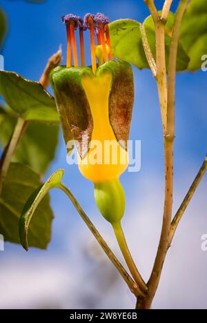 Creeping fuchsia (Fuchsia procumbens), Onagraceae. Neuseeländischer kleiner Strauß, auch Kletterfuchsie oder zurücklaufende Fuchsie genannt. Gelbe Blume. Stockfoto