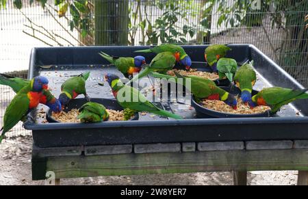 Eine Gruppe farbenfroher Lorikeet, die in ihrem Käfig essen Stockfoto