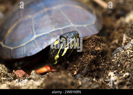 Die östlich bemalte, abgestreifte Schildkröte kriecht und blickt aus der Schale. Chrysemys picta, Emydidae. ©ussets, USA. Im Freien. Nahaufnahme Stockfoto