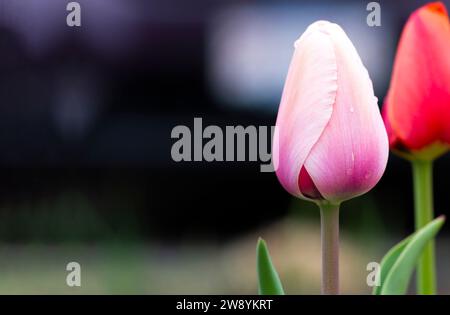 Zwei Tulpenblüten rosa und rot auf dem dunkelblauen Hintergrundbanner. Kopierbereich. Regentropfen Stockfoto