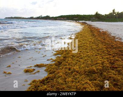 Eine breite Linie von Sarkassum-Algen liegt entlang der Atlantikküste an Playa Del Carmen, Quintana Roo, Mexiko mit Wellen auf dem Wasser im Hintergrund Stockfoto