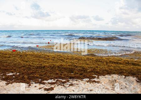 Playa Del Carmen, Quintana Roo, Mexiko Strand ist von großen Mengen von Sargassum Algen bedeckt, Blick auf den Atlantik. Windiges Wetter, Wellen auf dem Wasser Stockfoto