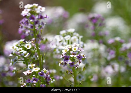 Wunderschöne Ayssum-Blüten blühen im Garten oder auf dem Feld. Weißer und lila Hintergrund für Frühling und Sommer Stockfoto