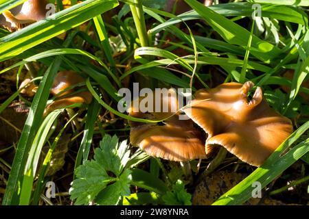 Psilocybe Cyanescens Zauberpilze, die in Hackschnitzeln wachsen. Stockfoto