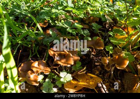 Psilocybe Cyanescens Zauberpilze, die in Hackschnitzeln wachsen. Stockfoto