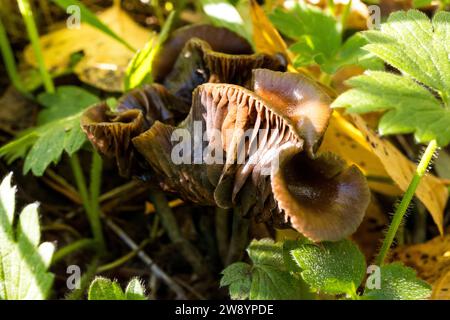 Psilocybe Cyanescens Zauberpilze, die in Hackschnitzeln wachsen. Stockfoto