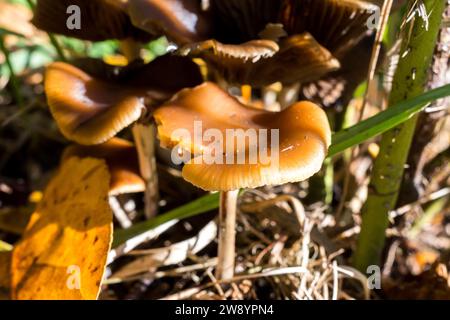 Psilocybe Cyanescens Zauberpilze, die in Hackschnitzeln wachsen. Stockfoto