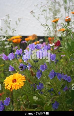 Breiter Schuss Gartenblumen-Nahaufnahme mit gelber Ringelblume und lila Dracocephalum davor Stockfoto