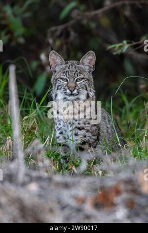 Ein junger wilder Rotkäppchen (Lynx rufus) sitzt und vor der Kamera in Monterey County, Kalifornien, USA. Stockfoto