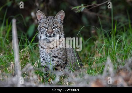 Ein junger wilder Rotkäppchen (Lynx rufus) sitzt und vor der Kamera in Monterey County, Kalifornien, USA. Stockfoto