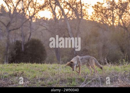 Ein Kojote, Canis latrans, jagt in einem Grasland während der goldenen Stunde in der Dämmerung im Monterey County, Kalifornien, USA. Stockfoto