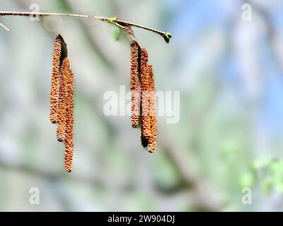 Erle Catkins im Frühjahr auf einer Ast-Nahaufnahme. Stockfoto