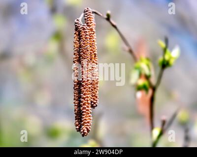 Erle Catkins im Frühjahr auf einer Ast-Nahaufnahme. Stockfoto