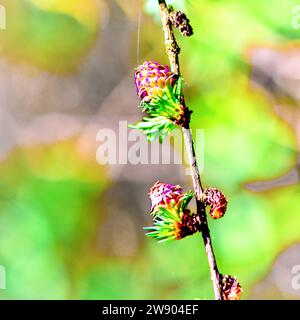 Lärchenzweig mit Kegeln auf einem verschwommenen grünen Hintergrund. Stockfoto