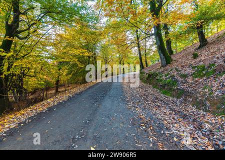 Unbefestigter Weg durch einen Herbstwald in den Bergen Stockfoto