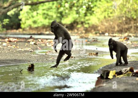 Haubenmakaken (Macaca nigra) bewegen sich durch Spaziergänge und Sprünge auf einem Fluss in der Nähe des Strandes im Tangkoko-Wald, Nord-Sulawesi, Indonesien. Einer von ihnen (die im Rücken) hat seine rechte Hand an eine Wilderfalle verloren. die International Union for Conservation of Nature (IUCN) kommt zu dem Schluss, dass steigende Temperaturen unter anderem zu ökologischen, verhaltensbezogenen und physiologischen Veränderungen der Tierarten und der Artenvielfalt geführt haben. „Zusätzlich zu einer erhöhten Rate von Krankheiten und degradierten Lebensräumen verursacht der Klimawandel auch Veränderungen in den Arten selbst, die ihr Überleben bedrohen“, schrieben sie in... Stockfoto