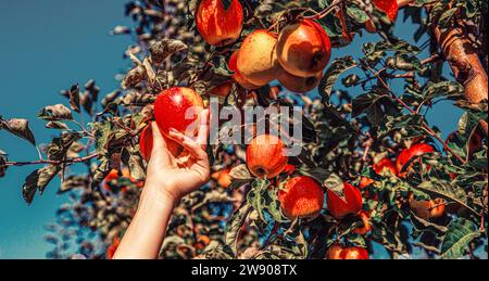 Die Bauern händigen frisch geerntete Äpfel. Gärtner pflückt von Hand roten Apfel. Die Hände greifen nach dem Apfelbaum. Weibliche Hand hält roten Apfel Stockfoto