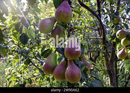 Bio Reife Birne im Garten. Saftige, aromatische Birnen der Natur verschwommener Hintergrund. Birnen hängen an einem Zweig. Beleuchtung durch die Sonnenstrahlen der Mittagssonne Stockfoto