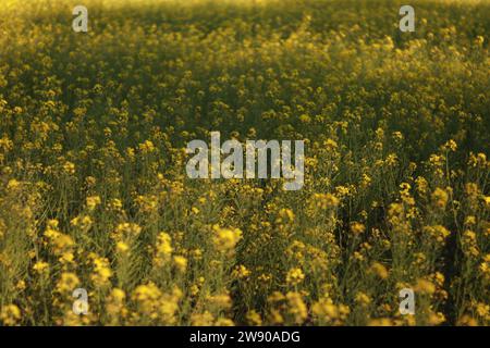 Indischer Senffeld Assam Hintergrund für Laptop und Telefon Wallpaper Landwirtschaft Landwirtschaft Landwirtschaft gelbe Blüte schöne hübsche kleine Design Kultivierung Stockfoto