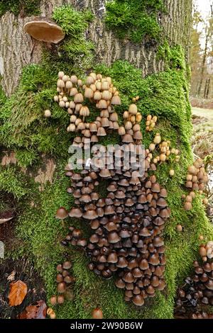 Natürliche Nahaufnahme auf einer Gruppe von braunen Coprinellus micaceus, glitzernden Tintenpilzen, die auf einem moosbedeckten Baumstamm wachsen Stockfoto