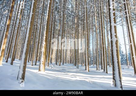 Genießen Sie einen Sonnenstern in einem Fichtenwald, der mit weiß glitzerndem Schnee bedeckt ist, in den Beskiden, Tschechien. Märchen am Wintermorgen. Stockfoto