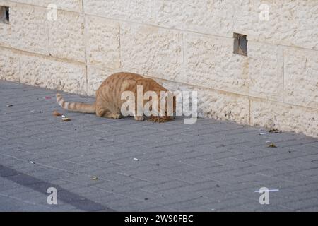 Gestreifte orangene streunende Katze isst auf der Straße ein von Menschen bereitgestelltes Trockenfutter Stockfoto