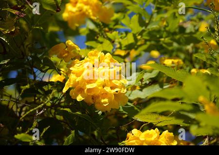 Nahaufnahme der karibischen Trompetenblüte (Tabebuia aurea) Stockfoto