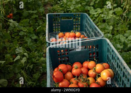 Frisch gepflückte, reife rote Tomaten in einem Plastikbehälter in einem Gewächshaus Stockfoto