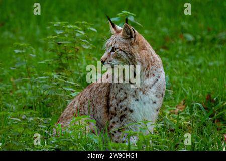 Ein Lynx auf einer Wiese Stockfoto