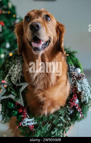 Porträt eines Hundes, der vor dem Hintergrund eines Weihnachtsbaumes sitzt Stockfoto