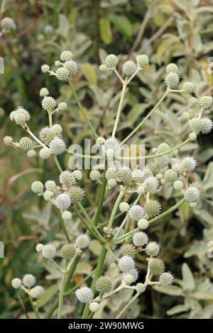 Weißer Ziergarten Meer stechpalme, Eryngium yuccifolium, Blumen in Nahaufnahme mit einem Hintergrund von verschwommenen Blättern. Stockfoto