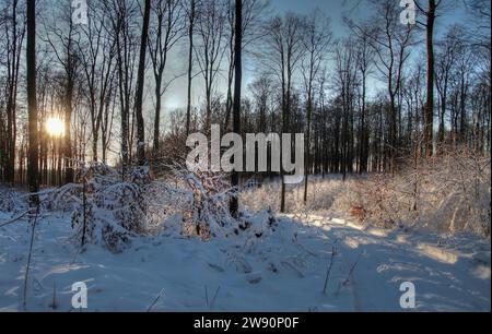 Winterbilder aus dem Teutoburger Wald Stockfoto