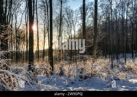 Winterbilder aus dem Teutoburger Wald Stockfoto