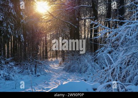 Winterbilder aus dem Teutoburger Wald Stockfoto