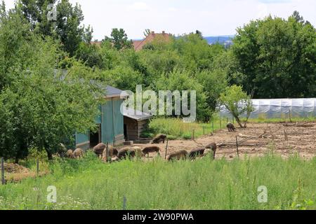 Iberische Schweine, die auf dem Land weiden Stockfoto