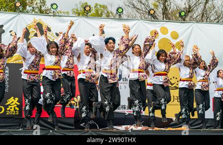 Japanisches Yosakoi-Tanzteam in Yukata-Tuniken beim Bühnentanz beim Krusyu Gassai-Festival in Kumamoto. Alle halten Naruko, Klappern in ihren Händen. Stockfoto