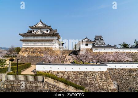 Schloss Fukuyama, Japan. Eine Reihe von Kirschblüten hinter einer weißen Gipswand mit dem Haupttor und Fushimi Yagura, dem Turm und der Burg dahinter Stockfoto