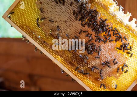 Honigwabe mit Bienen ein Imker nimmt eine volle Wabe aus dem Bienenstock, um diese für das Schleudern, wo der Honig aus den WABEN mithilfe der Zentrifugalkraft, geholt wird. Viele Bienen sitzen noch auf den verschlossenen WABEN. KN den Kammern die mit einer dünnen Wachsschicht bedeckt sind der Honig gelagert. *** Bienenwabe mit Bienen Ein Imker nimmt eine volle Wabe aus dem Stock, um sie für die Zentrifugation vorzubereiten, wobei der Honig aus den Kämmen mit Zentrifugalkraft gewonnen wird. Viele Bienen sitzen noch auf den versiegelten Kämmen. Der Honig wird in den Kammern gelagert. die mit einem Th abgedeckt sind Stockfoto